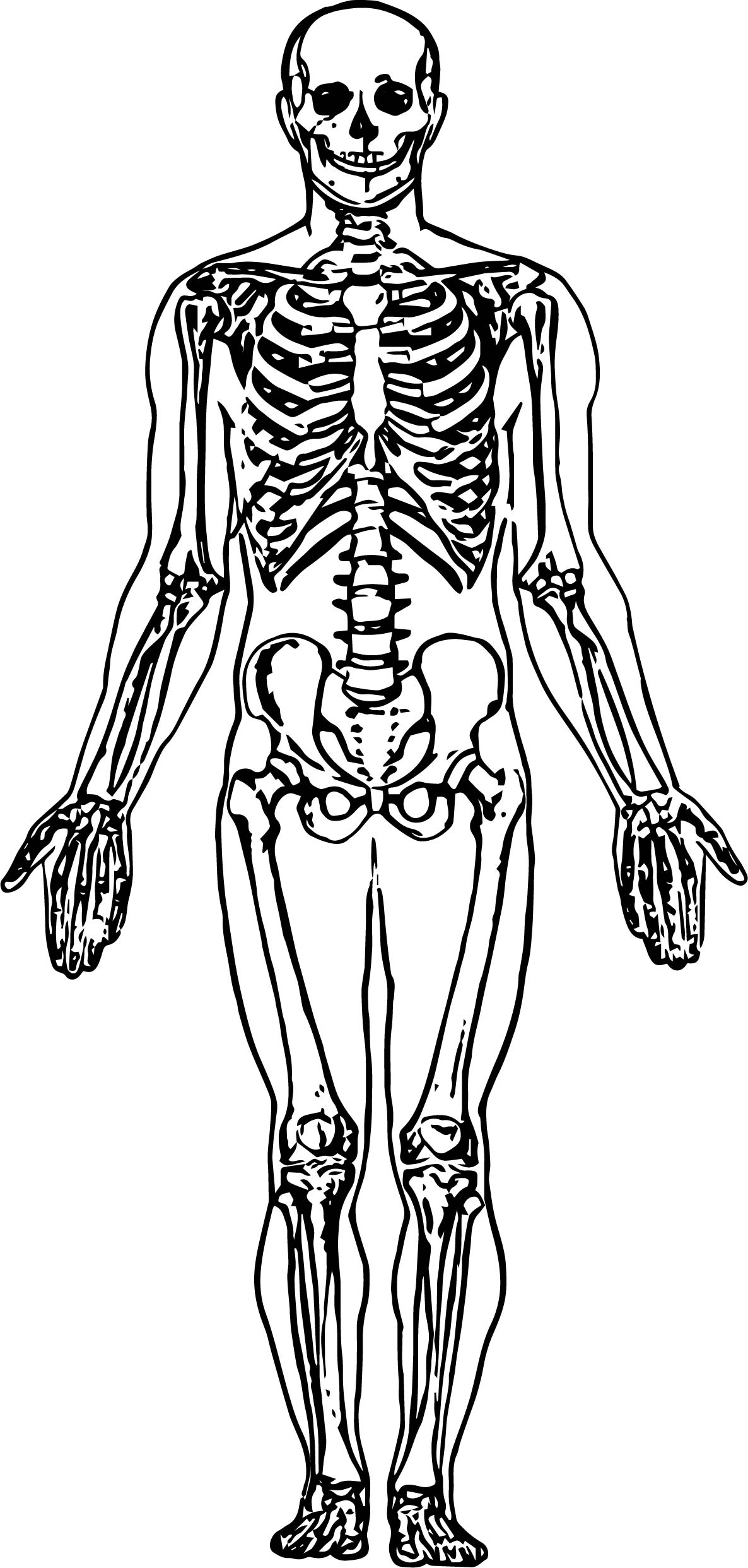 Whole Skeleton Picture Sketch Drawing Coloring Page