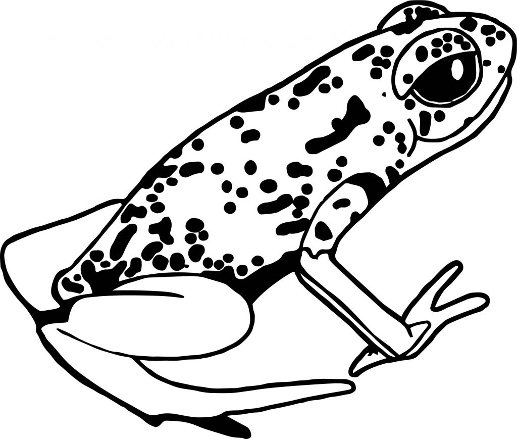 Rainforest Amphibian Coloring Page Wecoloringpage