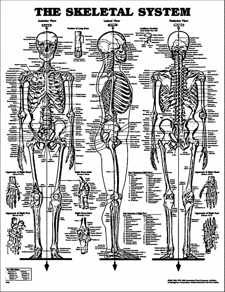 skeletal system parts drawing