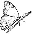 Butterfly Coloring Page Wecoloringpage 288
