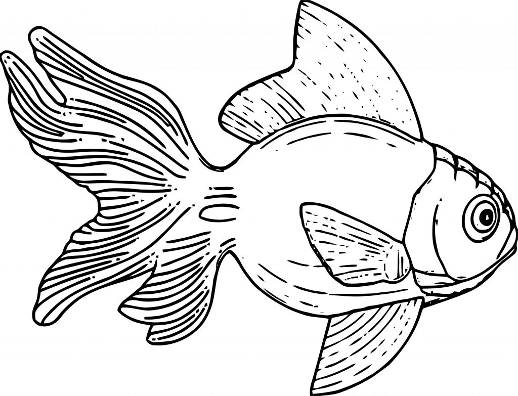 realistic-cartoon-fish-coloring-page-sheet-images-and-photos-finder