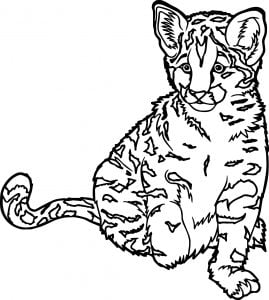 Realistic Zoo Wild Cat Coloring Page