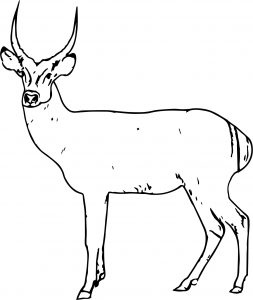Antelope Spotted Deer Coloring Page