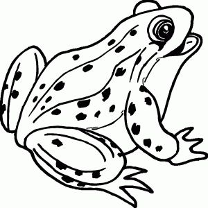 Amphibian Happy Frog Coloring Page
