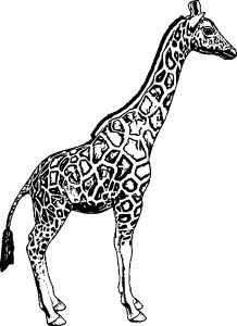 Giraffe Sketch Coloring Page