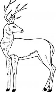 Antelope Deer Coloring Page