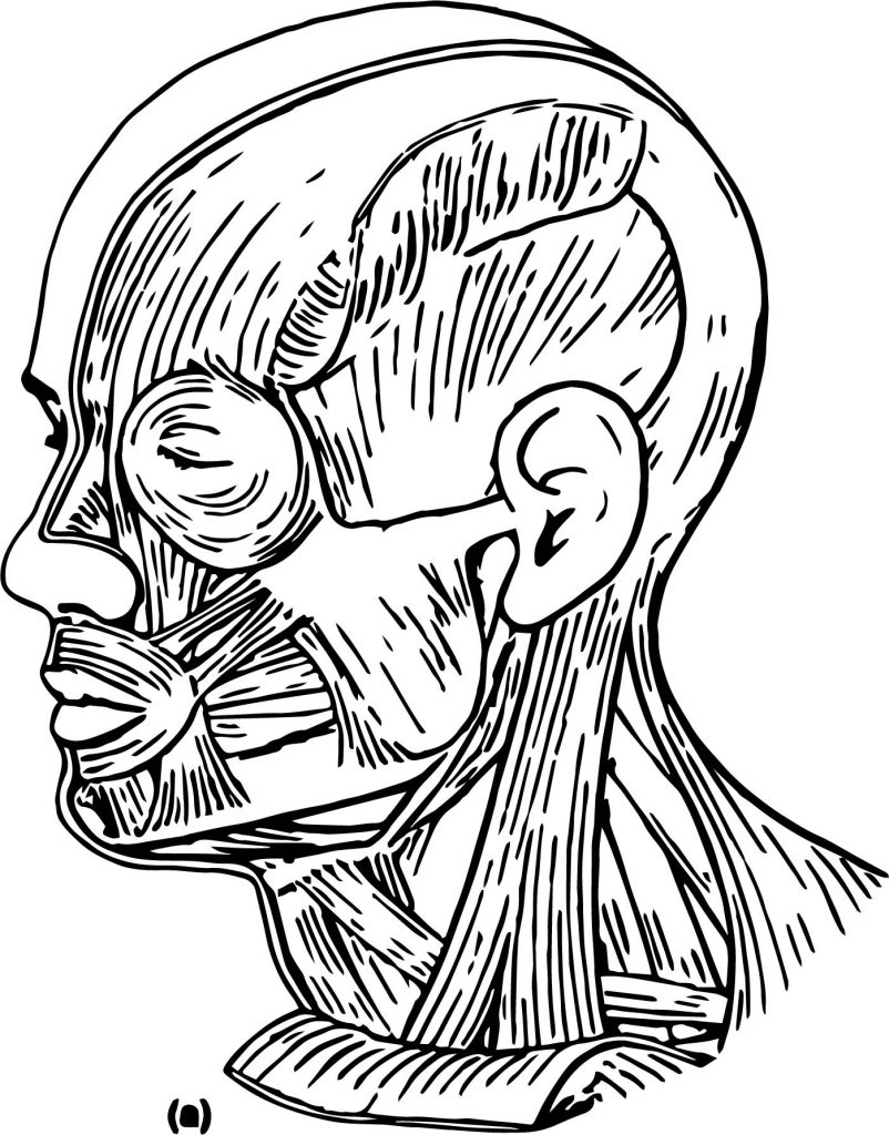 Muscles Head Neck Picture Sketch Drawing Coloring Page - Wecoloringpage.com