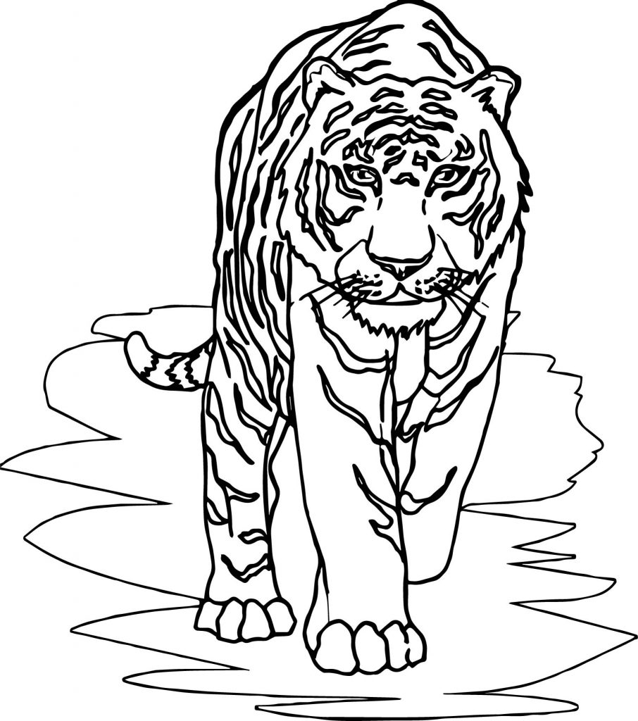 Tiger Front Walking Coloring Page - Wecoloringpage.com