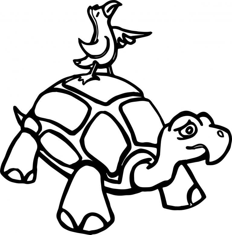 Tortoise Turtle And Bird Coloring Page - Wecoloringpage.com