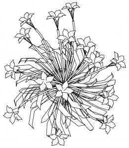 Flower Top View Coloring Page