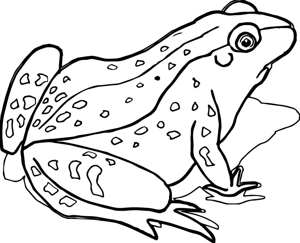 Waiting Realistic Frog Coloring Page - Wecoloringpage.com