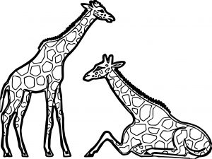 Giraffes Resting Coloring Page