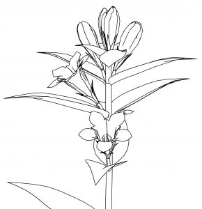Rindou Flower Coloring Page