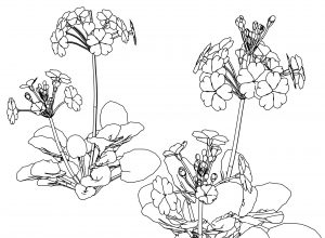 Sakuraso Flower Coloring Page