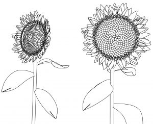 Sunflower Flower Coloring Page