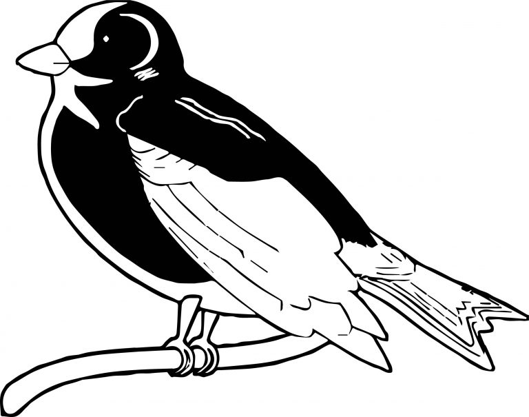 Can Bird Coloring Page - Wecoloringpage.com