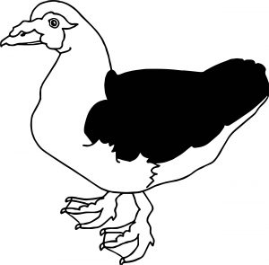 Duck Black Wing Coloring Page