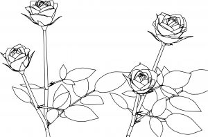 Four Rose Coloring Page