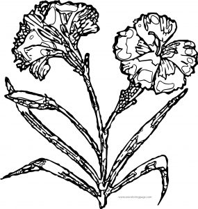 Carnation Flower Coloring Page