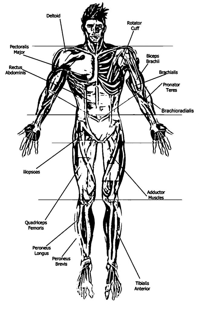 Anatomy And Physiology Anterior Diagram Picture Sketch Drawing Coloring ...