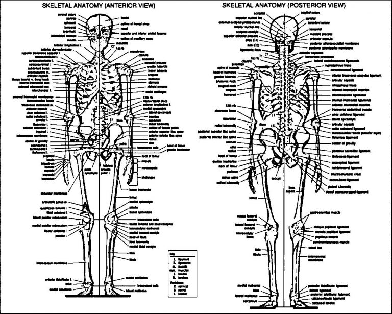 Anatomy And Physiology Articles Picture Sketch Drawing Coloring Page ...