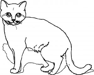 Cat Coloring Page319