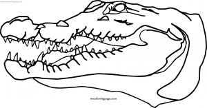 Does Crocodile Alligator Coloring Page