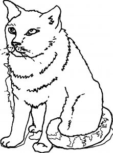 Some Cat Coloring Page