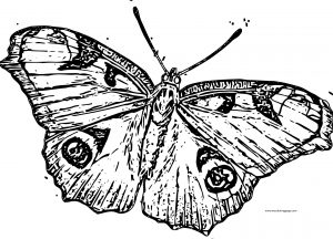 Butterfly Coloring Page Wecoloringpage 198