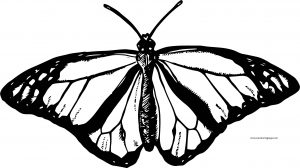 Butterfly Coloring Page Wecoloringpage 199