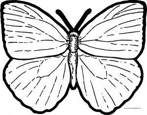 Butterfly Coloring Page Wecoloringpage 208