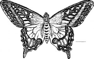 Butterfly Coloring Page Wecoloringpage 211