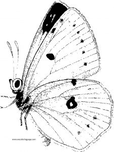 Butterfly Coloring Page Wecoloringpage 240