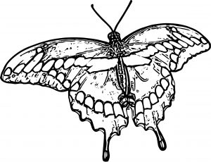 Butterfly Coloring Page Wecoloringpage 258