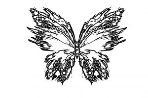 Butterfly Coloring Page Wecoloringpage 265
