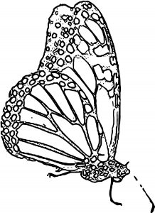 Butterfly Coloring Page Wecoloringpage 278