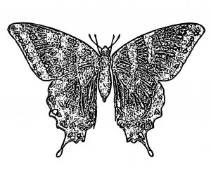 Butterfly Coloring Page Wecoloringpage 330