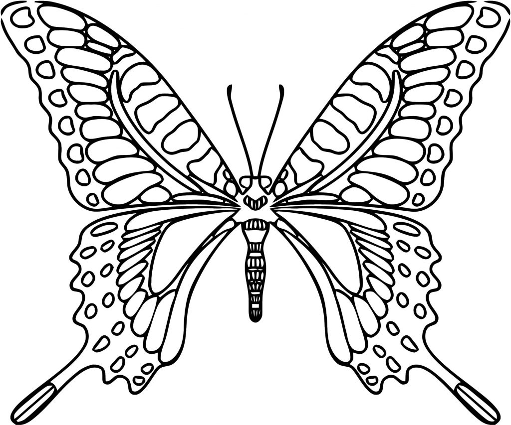 Butterfly Coloring Page Wecoloringpage 331 - Wecoloringpage.com