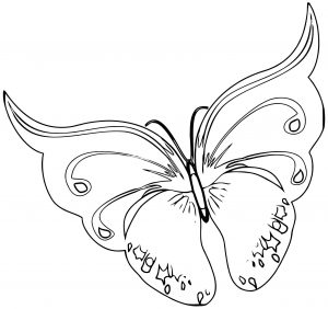 Butterfly Coloring Page Wecoloringpage 336
