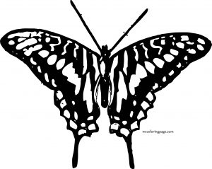 Butterfly Coloring Page Wecoloringpage 54