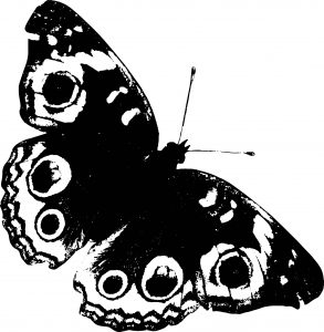 Butterfly Coloring Page Wecoloringpage 56