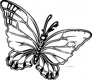 Transparent Butterfly Clipart Coloring Page