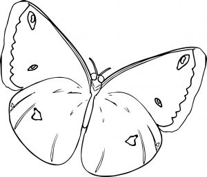 Butterfly Coloring Page 26