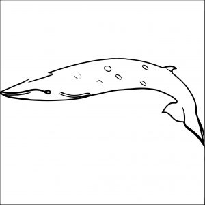 Dolphin Coloring Page 049