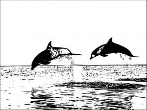 Dolphin Coloring Page 126