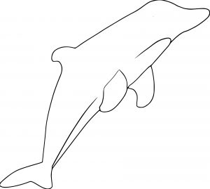 Dolphin Coloring Page 174