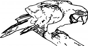 Parrot Coloring Page 026