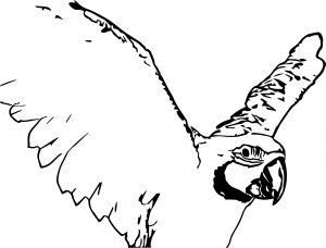 Parrot Coloring Page 036