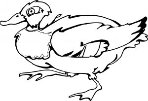 Duck Coloring Page WeColoringPage 061