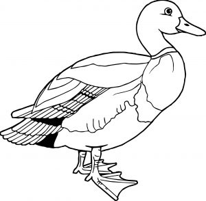 Duck Coloring Page WeColoringPage 065